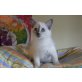 Lilly Ann, Ragdoll - Katze