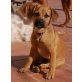 Lilly, Beagle-Dackel Mix - Hündin