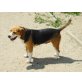 Lilly, Beagle - Hündin