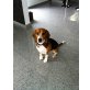 Lilly, Beagle - Hündin