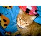 Lilly, Bengal-Peser - Katze