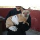 Lilly, Chihuahua-Mix - Hündin