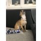 Lilly, Chihuahua kurzhaariger Schlag - Hündin