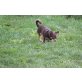 Lilly, Chihuahua kurzhaariger Schlag - Hündin