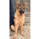 Lilly, Deutscher Schäferhund Welpen - Hündin