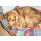 Lilly, Englischer Cockerspaniel - Hündin