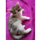 Lilly, Europäisch Kurzhaar - Katze