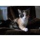 Lilly, Europäische Kurzhaarkatze - Katze