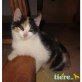 Lilly, Europäische Kurzhaarkatze - Katze