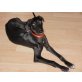 Lilly, Galgo Español Welpen - Hündin