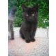Lilly, Hauskatze - Katze