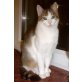 Lilly, Hauskatze - Katze