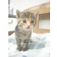 Lilly, Hauskatze und Angora - Katze