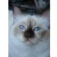 Lilly, Heilige Birma - Katze