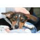 Lilly, Jack-Russel-Mix-Mädchen - Hündin
