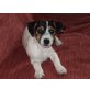 Lilly, Jack-Russell-Terrier - Hündin