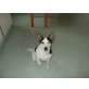 Lilly, Jack-Russell-Terrier - Hündin