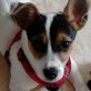 Lilly, Jack-Russell-Terrier - Hündin