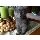Lilly, Kathäuser - Katze