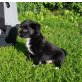 Lilly, Kleinbleibende mix Welpen - Hündin