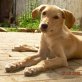 Lilly, Labradormischling Welpen - Hündin