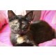 Lilly, Lilly sucht ein Zuhause - Katze