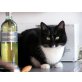 Lilly, Mischling (Freigängerin) - Katze