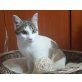 Lilly, Mischling - Katze