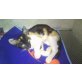Lilly & Moly, Hauskatze - Katze
