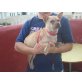 Lilly, Mops-Chihuahua-Mix - Hündin