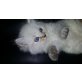 Lilly, Pauli, Mia und Tiffany, Ragdoll - Katze