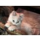 Lilly, Perser mit Nase - Katze