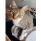 Lilly, Pflegestelle in Plankstadt - Katze