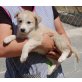 Lilly, Pyrenäen Berghund Mix Welpen - Hündin