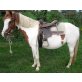 Lilly, Shetland Pony - Wallach