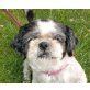 Lilly, Shi Tzu - Hündin
