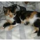 Lilly, Verspieltes Katzenmädchen - Katze