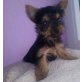 Lilly, Yorkshire Terrier Welpen - Hündin