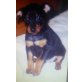 Lilly, Zwergpinscher Welpen - Hündin