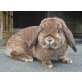 Lilly, Zwergwidder wild/hasengrau - weiblich