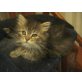 Lilly, aus der Fam. der Waldkatzen, Norwegische Waldkatze - Katze