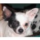 Lilly, chihuahua mix - Hündin