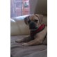 Lilly, französiche Bulldogge, Mops Welpen - Hündin