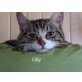 Lilly liebe fröhliche Samtpfote geb. 06/2019 - Katze
