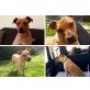 Lilly sucht ganz dringend ein Endzuhause!! Si - Hündin