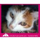 Lilly sucht ihren Lebensplatz - Katze