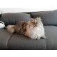 Lilly und Balu, Perser - Katze