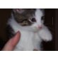 Lilly und Hope, Hauskatze - Katze