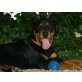 Lilly von der Schlossallee, Rottweiler Welpen - Hündin
