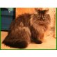Lillyfee, Perser - Katze